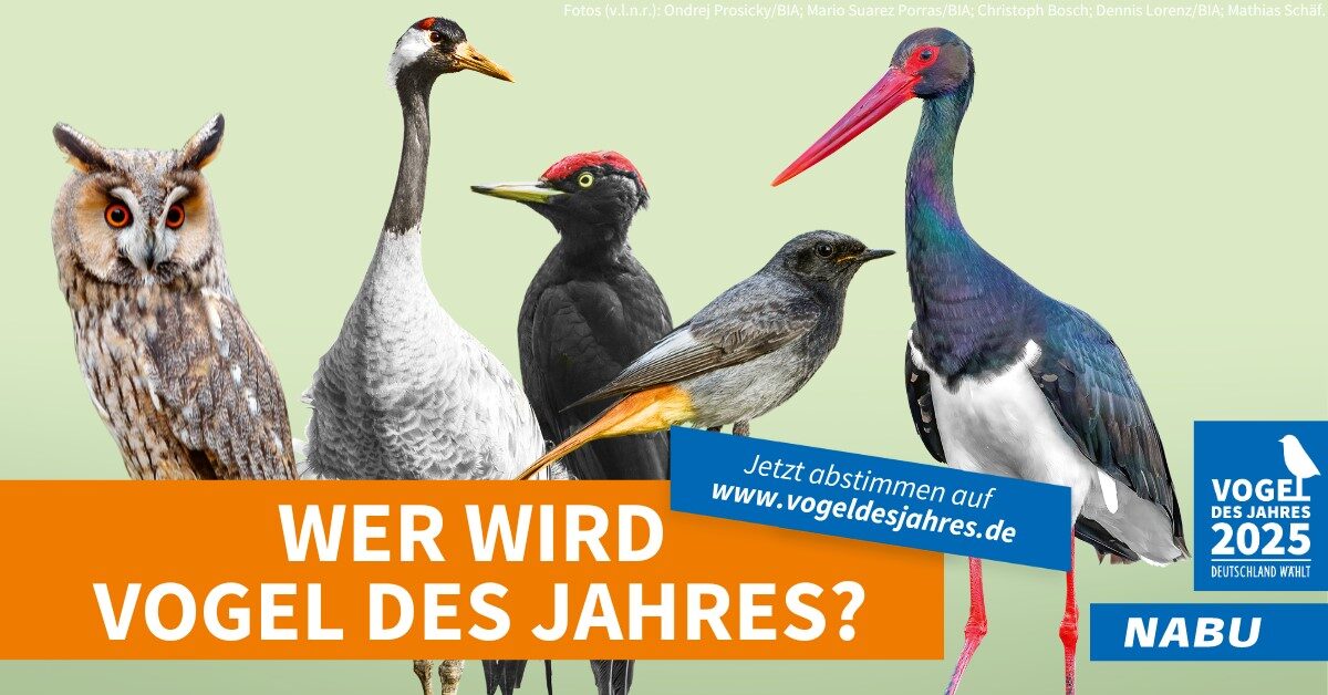 Wer wird Vogel des Jahres 2025?